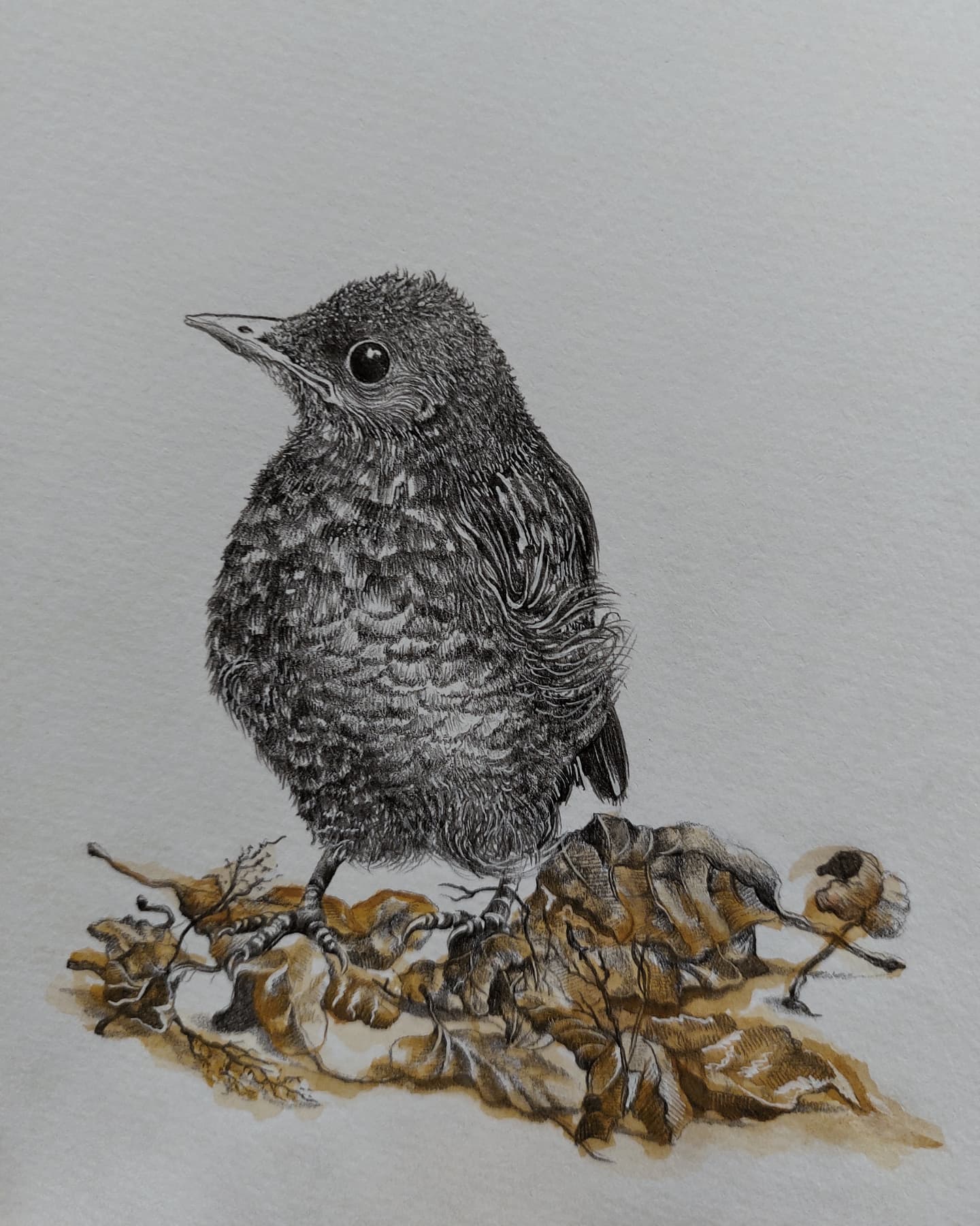 Natura